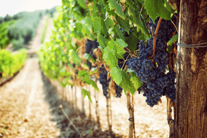 Mount Michael Winery Golf Tour