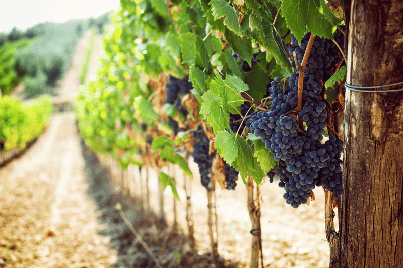 Mount Michael Winery Golf Tour