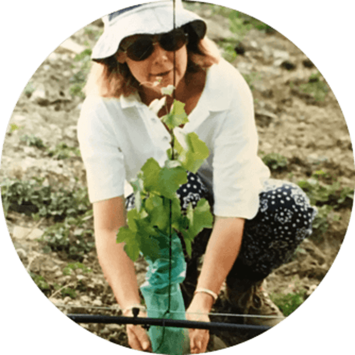 Cromwell_Vineyard_first_grape_harvest