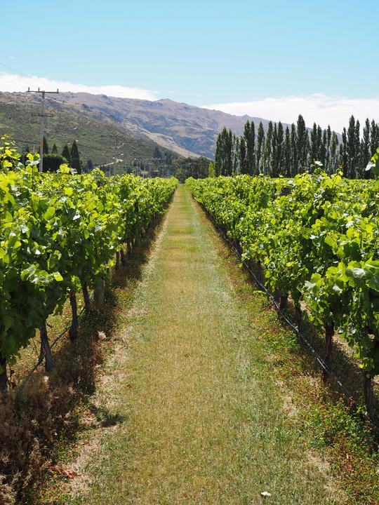 Mountaineer_Pinot_Noir